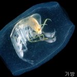 재미있게 생긴 심해 바다속 해양 동,<b>식물</b>