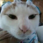 @(( 사진有 )) 우리집 말썽쟁이 고양이 랑이를 소개합니다 @