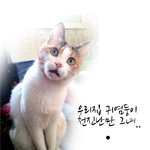 쌓인게 많은 우리집 <b>고냥</b>이...