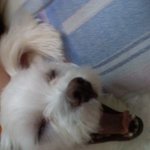 사진有) 시크한울집6살멍멍이 <b>밍키</b>~.~