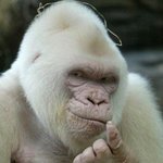 신기하지만 불쌍한 돌연<b>변이</b> 동물들