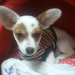 [7] 우리집 활력소 복숭이를 소개합니다 (( 사진有