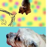 우리집개를소개합니당