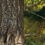 신기한 동물 &amp; 곤충들의 <b>위장</b>술 모음