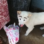 강아지의 또렷한 얼굴!!!