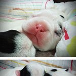 너무  귀여운 프렌치<b>불독</b> 아가들 탄생기~^^