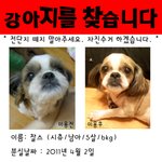 <b>김해</b> 삼방동에서 강아지를 잃어버렸어요!!!