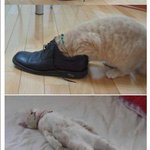 <b>구두</b> 관리 어떻게 하세요?