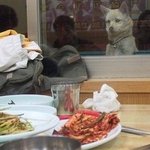 배고파 보이는 귀여운 <b>동물</b>들 모음