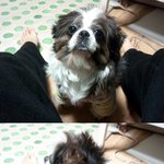우리 강아지가 ㅜㅠ...