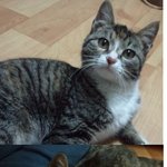 우리집 <b>길</b>고양이 소개해드려<b>용</b> ㅋㅋ 나도 짐승 올릴래요 ㅋㅋ