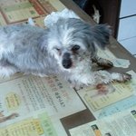안락사 위기에 놓여진 강아지를구해주세요 (글,사진有)