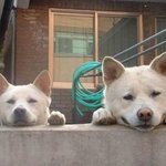 누군가 지켜본다? <b>동물</b>들의 잠복 근무