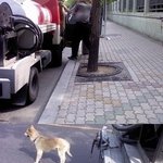 개를 차에 묶고 달린 인간을 처벌합시다!