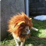 고양이 짤 노쫌이 <b>갈취</b>