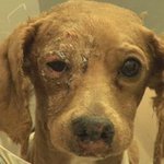 점점 심각해져가는 <b>동물</b>학대 없어져야합니다