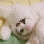 멋쟁이처럼 차려입은 <b>동물</b>들 모음