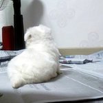 우리집귀염<b>둥이</b>들