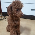 갈색 토이푸들(남아) 견주를 찾습니다. (대전광역시 대덕구 선비마을...