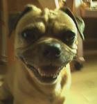 저희 강아지를 찾아주세요..부탁이에요..