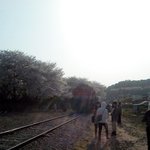 ♣남자친구랑 벚꽃놀이 갔다왔어요!♣ (사진有)