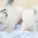 ★고양이 다섯마리랑 동거중~ 이쁜<b>꼬물</b>이들 구경하세여>