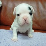 매력만점 프렌치<b>불독</b> 탄생기 2탄^^♥