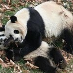 ※상황극하는 팬더와 개드립치는 너구리의 연애에피소드※