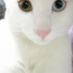 ▼_▼ (사진有) 건조대를 사랑한 고양이 춘이