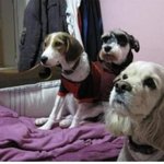 3대 지♡견 중 슈나우저 장군이의 에피소드♡