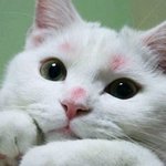 길고양이, 일단 병원에 먼저 데려가야 하는 이유 -고양이 범백에...