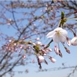 여의도 벚꽃축제, 남산 벚꽃산책길 함께 걸어보아요~^^