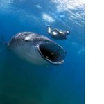 ★4탄 심해공포증 없는사람만 클릭(종결자)