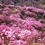 만개한 <b>분홍색</b> 진달래 꽃동산 나들이 여행 - 경기도 부천 원미산