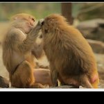 콧평수만 늘려도 완벽 개코원숭이 <b>빙의</b>~ 유세윤 정말 웃기는 개그맨이야~