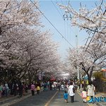 [벚꽃 축제]전국의 벚꽃축제를 소개합니다