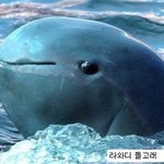 이제는 잘 볼수 없는 세계의 희귀 <b>동물</b>들