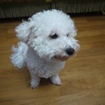 애견카페로 마실나간 하이디!!