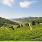 봄나들이 추천 여행지 모음~!!