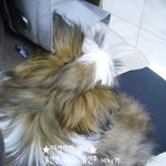 저희<b>집</b>에 이쁜 강아지가 <b>새</b>식구로 왔어요~