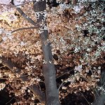 사진有) 벗꽃 <b>놀이</b> 인증!!!! 여러분의 평을 기다립니다