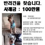 [경남 <b>진주</b>] 요크셔테리어 찾고있습니다 (사례금100만원)