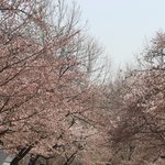 이번 주말에 벚꽃 구경 <b>하러</b> 가실 계획이신 분들~
