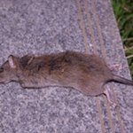 인도 <b>산속</b>에서 살아남기