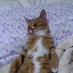 고양이<b>팔자</b> &amp; 개<b>팔자</b>
