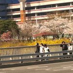 有 !!! 외로운 슴살 흔<b>남</b>의 여의도 벚꽃축제 <b>탐</b>험기 2탄 !!