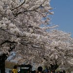 ☆★☆★[사진有]남자둘이여의도벚꽃축제★☆★☆