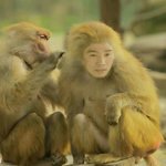 유세윤 개코원숭이로 변신! 상대원숭이 <b>폭행</b>!