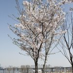 ★나홀로 서울투어 <b>여의도</b> 벚꽃축제★