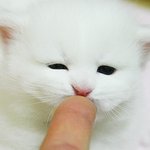 멍멍이샛기보단 <b>야옹</b>이샛기